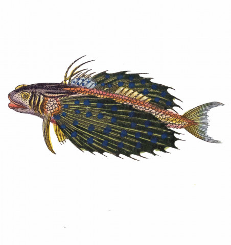 Unterhaltungen aus der Naturgeschichte. Der Fische. Erster und zweyter theil.