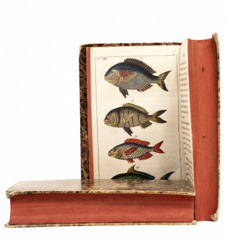 Unterhaltungen aus der Naturgeschichte. Der Fische. Erster und zweyter theil.