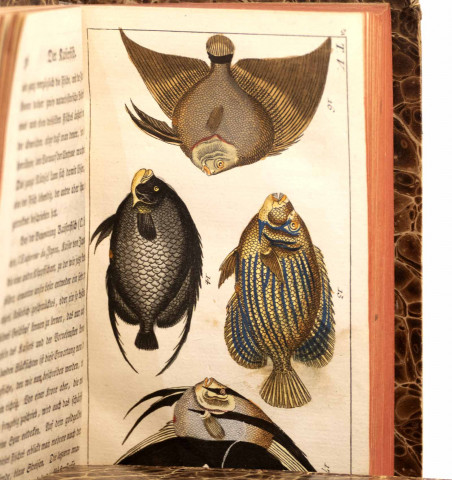 Unterhaltungen aus der Naturgeschichte. Der Fische. Erster und zweyter theil.