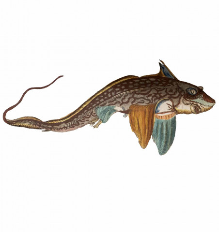 Unterhaltungen aus der Naturgeschichte. Der Fische. Erster und zweyter theil.