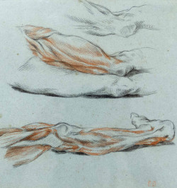 Dessin original. Parties anatomiques. Etude d'écorchés. Jambes et Pieds.