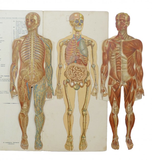 Le corps humain. Anatomie de l'homme. Planches démontables et notice — free download