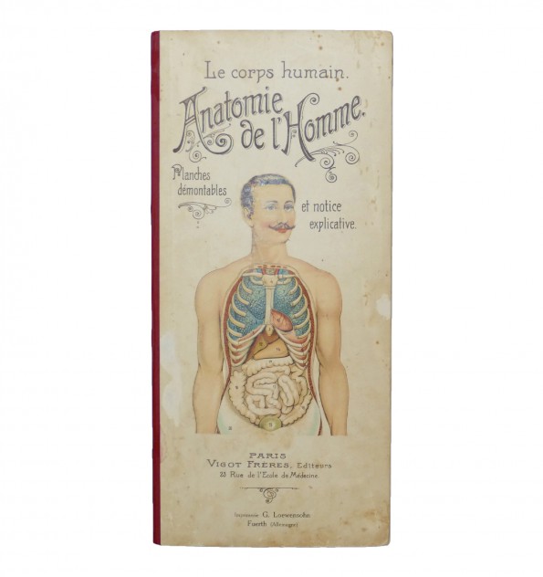 anatomie-corps-humain - Hypotenuse Institut