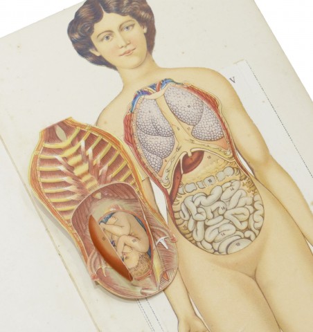 Le corps humain. Anatomie de la femme. Planches démontables et notice explicative.