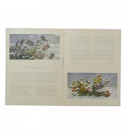 Chrysanthèmes et première neige.