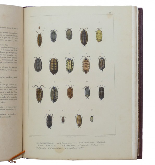 Mémoire sur les crustacés de la famille des cloportides qui habitent les environs de Strasbourg. Mémoire sur les crustacés de la famille des cloportides qui habitent les environs de Strasbourg.