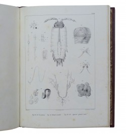 Mémoire sur les crustacés de la famille des cloportides qui habitent les environs de Strasbourg.