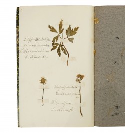 Herbarium - Herbier.