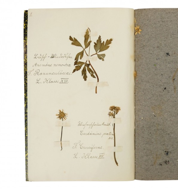 Herbarium - Herbier.