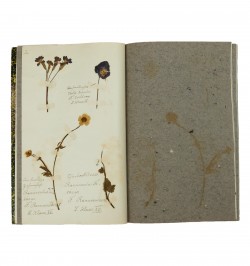 Herbarium - Herbier.