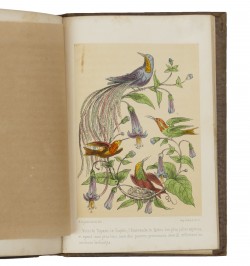Les petits oiseaux artistes ou la volière du Garde-Chasse.
