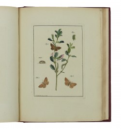Archives de l'histoire des insectes, publiées en allemand. Traduites en françois.