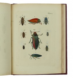Archives de l'histoire des insectes, publiées en allemand. Traduites en françois.