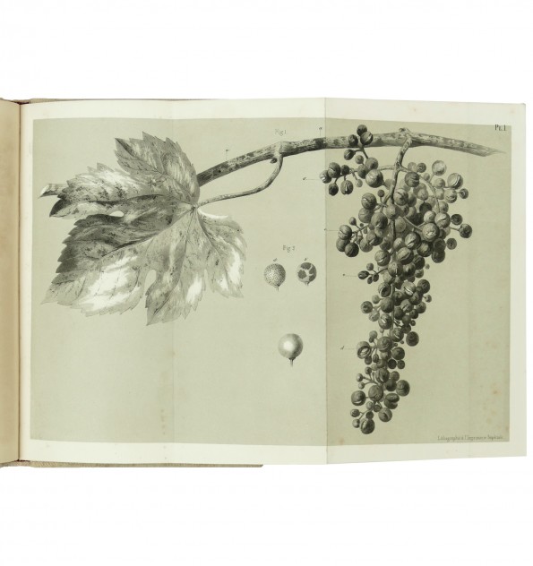 De la maladie de la vigne dans le midi de la France et le nord de l'Italie.