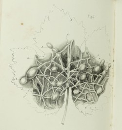 De la maladie de la vigne dans le midi de la France et le nord de l'Italie.