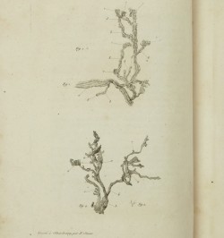 Essai sur la nutrition du fœtus.