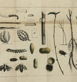 La science de la sétifère ou l’art de produire la soie