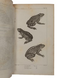 Histoire naturelle des quadrupèdes ovipares, serpents, poissons et cétacées. Nouvelle édition. Exemplaire en noir.