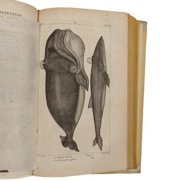 Histoire naturelle des quadrupèdes ovipares, serpents, poissons et cétacées. Nouvelle édition. Exemplaire en noir.
