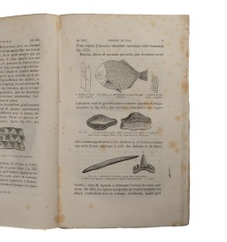 Éléments de géologie.