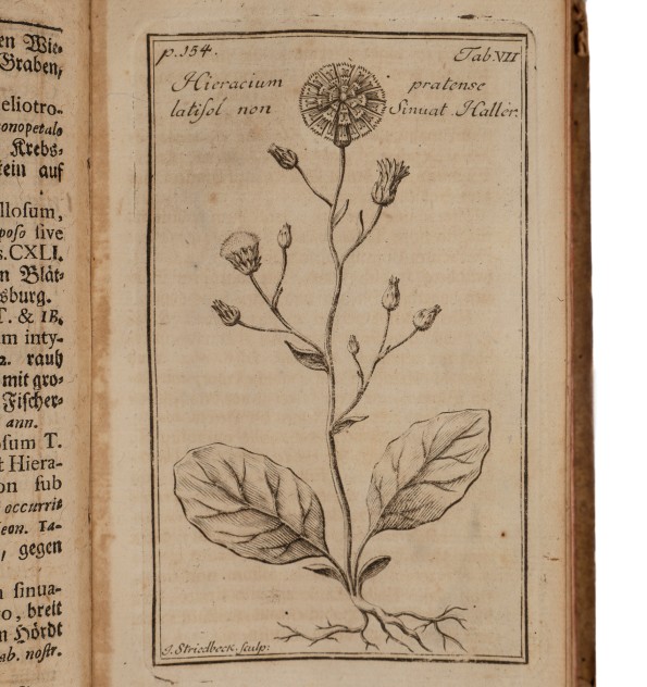 Hortus Alsaticus plantas in Alsatia nobili Hortus Alsaticus plantas in Alsatia nobili