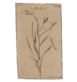 Hortus Alsaticus plantas in Alsatia nobili