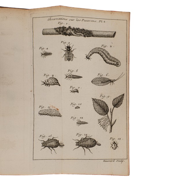 [Entomologie] Traité d'insectologie, ou observations sur les pucerons.