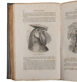 De la variation des animaux et des plantes, sous l'action de la domestication.