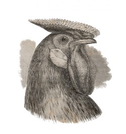 De la variation des animaux et des plantes, sous l'action de la domestication.