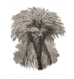 De la variation des animaux et des plantes, sous l'action de la domestication.