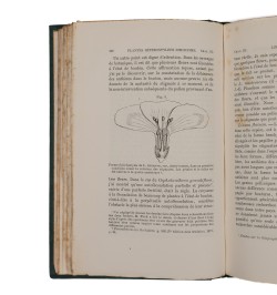 Des différentes formes de fleurs dans les plantes de la même espèce.