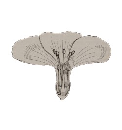Des différentes formes de fleurs dans les plantes de la même espèce.