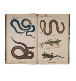 [Imagerie populaire] Tableaux d'après nature pour l'instruction de la jeunesse.
