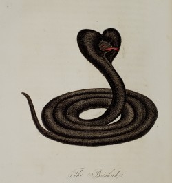 An Account of the Empire of Marocco and the district of Suse...