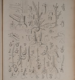 Beiträge zur Biologie und Morphologie der Orchideen.