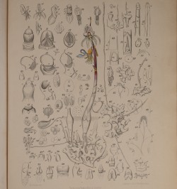 Beiträge zur Biologie und Morphologie der Orchideen.