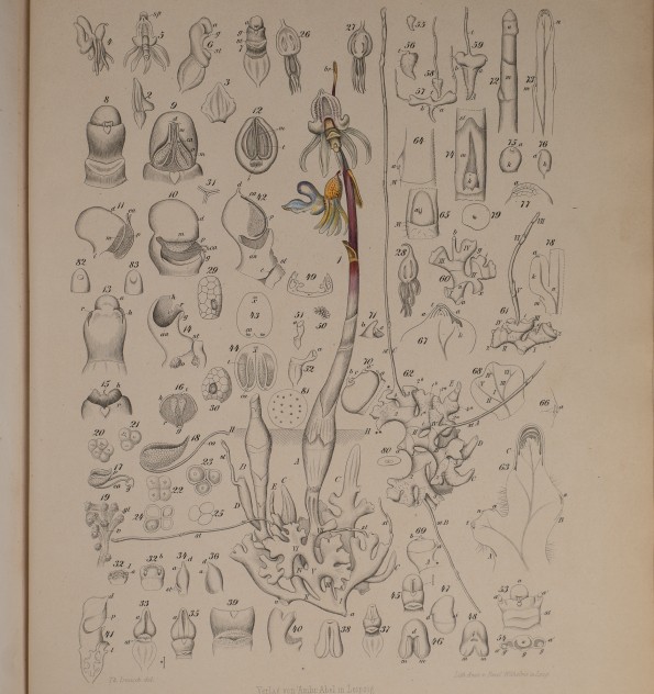 Beiträge zur Biologie und Morphologie der Orchideen.