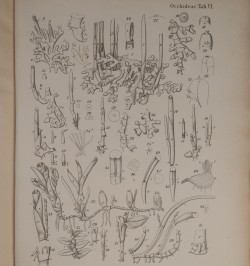 Beiträge zur Biologie und Morphologie der Orchideen.