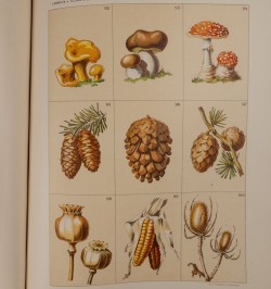 [méthode de dessin] Das freie Zeichnen. Vol. I & II.