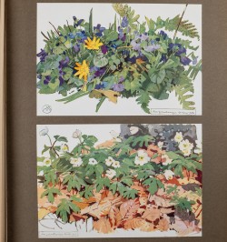 Etude de la forêt. Cent dix planches dont quarante en couleurs.