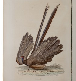 Œuvres complètes de Buffon. Avec des extraits de Daubenton et la classification de Cuvier. Histoire naturelle.