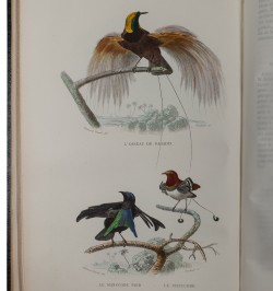Œuvres complètes de Buffon. Avec des extraits de Daubenton et la classification de Cuvier. Histoire naturelle.