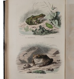 Œuvres complètes de Buffon. Avec des extraits de Daubenton et la classification de Cuvier. Histoire naturelle.