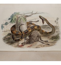 Œuvres complètes de Buffon. Avec des extraits de Daubenton et la classification de Cuvier. Histoire naturelle.