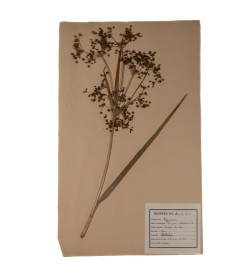 Herbier.