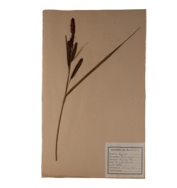 Herbier.