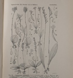 Flore de Madagascar (plantes vasculaires). Orchidées.