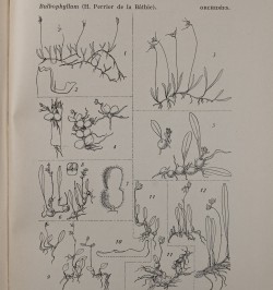 Flore de Madagascar (plantes vasculaires). Orchidées.