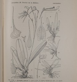 Flore de Madagascar (plantes vasculaires). Orchidées.