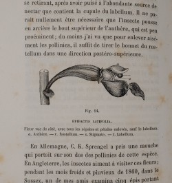 De la fécondation des orchidées par les insectes et des bons résultats du croisement.